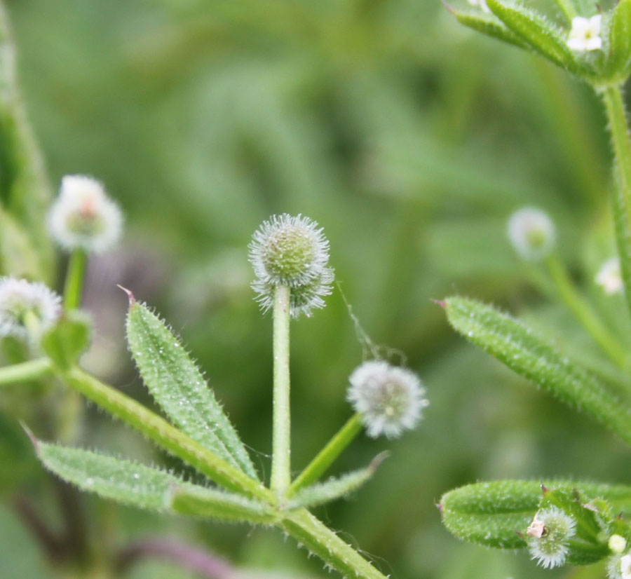 Galium aparine / Caglio asprello